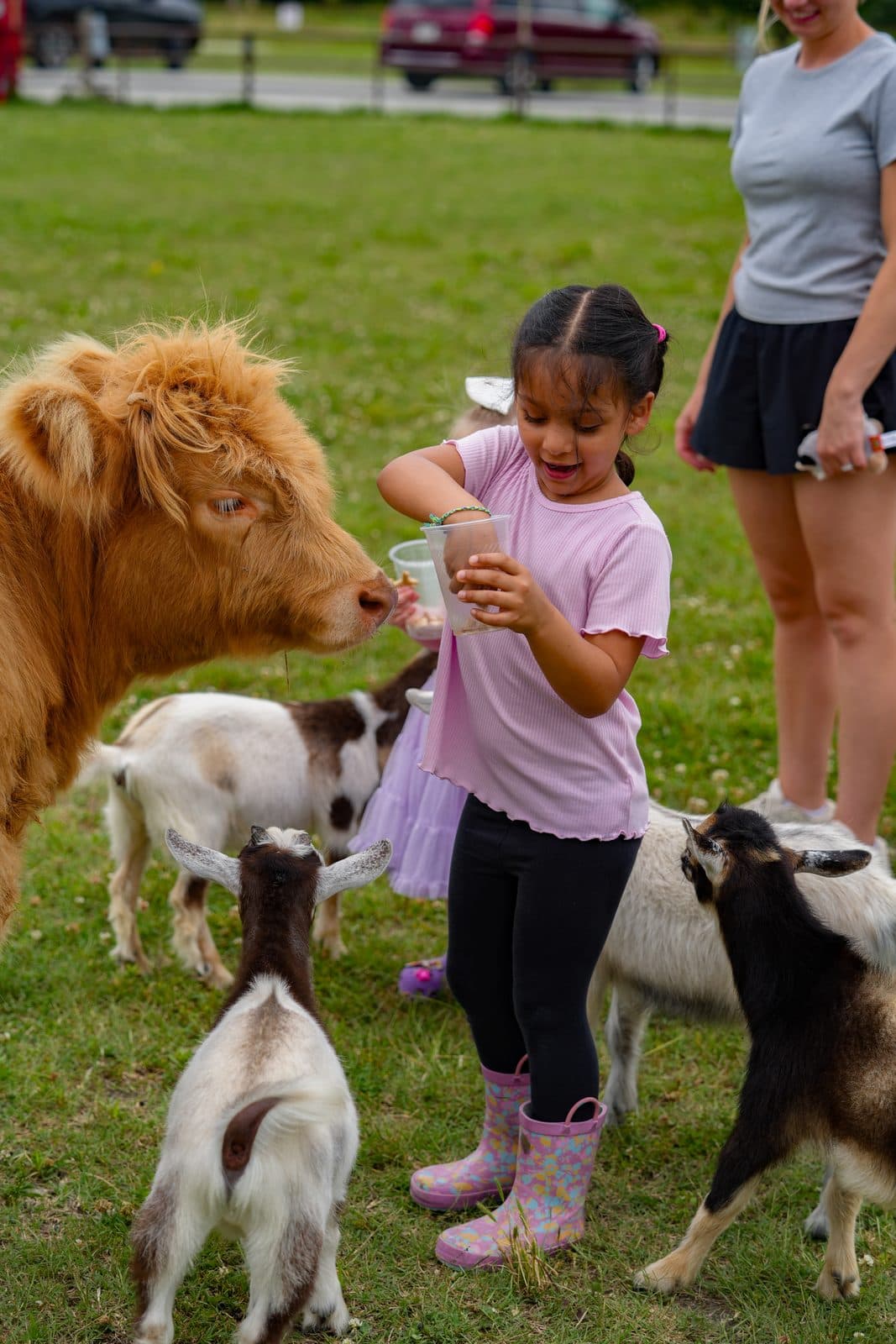 Animal Encounter Highland Cow & Goats